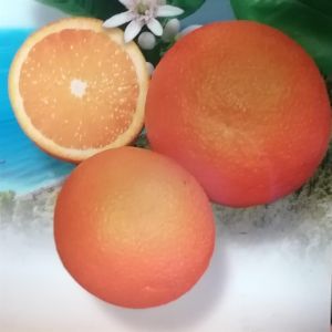 Citrus sinensis Arancio