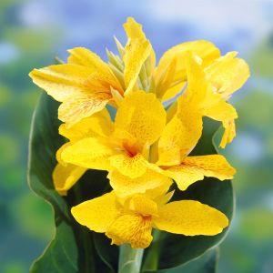 Canna Yara
