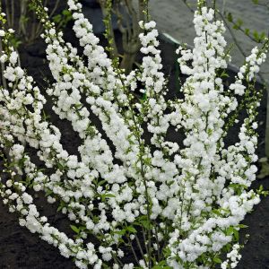 Prunus glandulosa Alba Plena