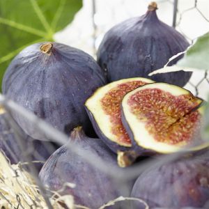 Ficus Brown Turkey v2