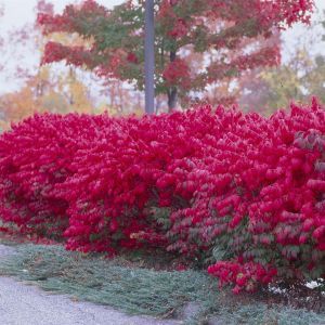 Euonymus Alata Haag