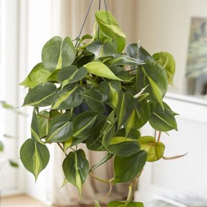 Philodendron Scandens Brasil