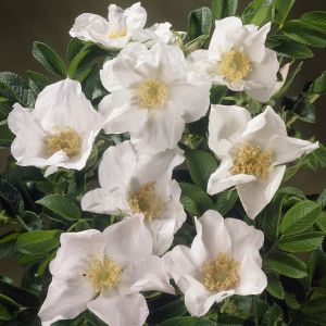 Rosa Rugosa Alba