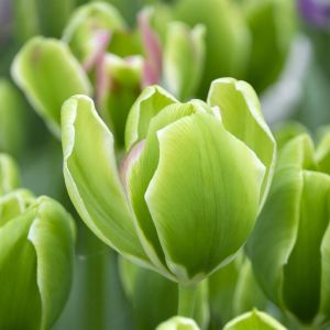 Triumphtulpe Green Power