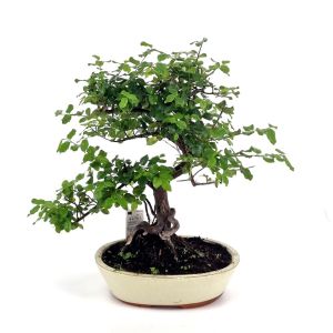Bonsai Sageretia 25 cm pot