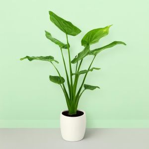 Groblttrige Zimmerpflanzen gnstig kaufen - Meingartenshop.at