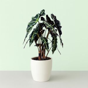 Alocasia polly Studio