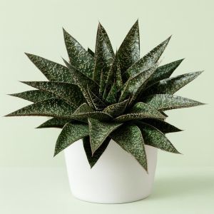 Aloe Flow Studio