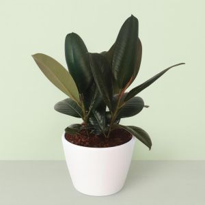 Ficus elastica Robusta 23 cm schaal.jpg Studio