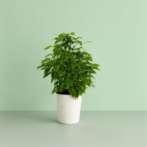 Ficus benjamina kinky Variegated Studio