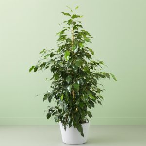 ficus benja danielle v2 Studio