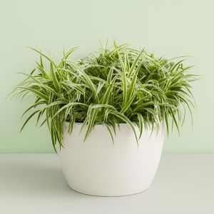 Chlorophytum comosum 'Ocean' Studio