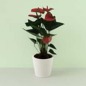 Anthurium Pink 12 cm Studio