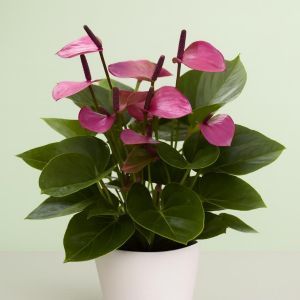 Anthurium Baby Purple Studio