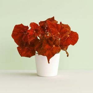 Begonia Autumn Ember Studio