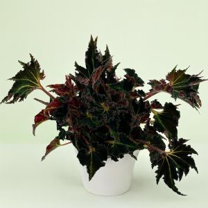 Begonia Breakdance Studio Studio