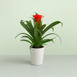 Guzmania Hope v3 Studio