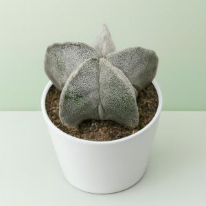 Astrophytum myriostigma Studio