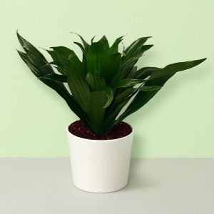 Dracaena Compacta 12cm Studio