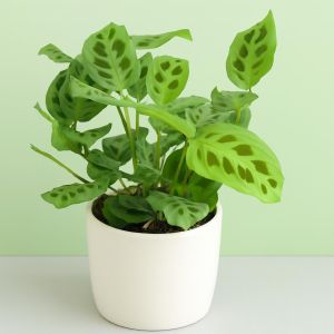 Maranta leuconeura Kerchoveana Studio