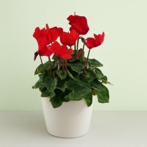 Cyclamen Red 2 Studio