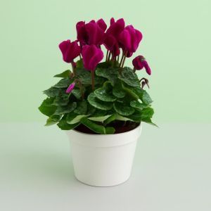 Cylcamen Purple Studio