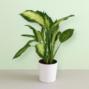Diephenbachia Camilla 9 cm Studio