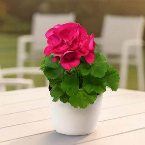 Pelargonium zonal purple.jpg Studio