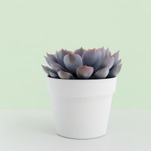 Echeveria Orion 10 Studio
