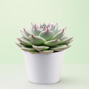 Echeveria sirius Studio