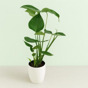 Monstera deliciosa 12 cm Studio