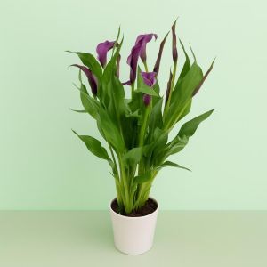 Zantedeschia Paars Studio