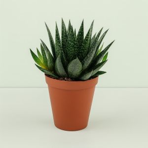 Gasteria d'due 10 Studio