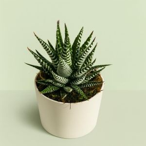 Haworthia Fasciata Studio