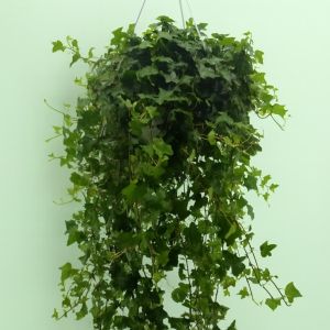 Hedera Pittsburgh Hang 24cm Studio