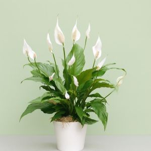 Spathiphyllum chopin Visions 3 Studio