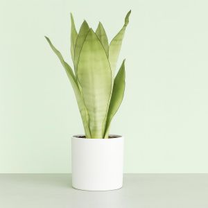 Sansevieria Moonshine Studio