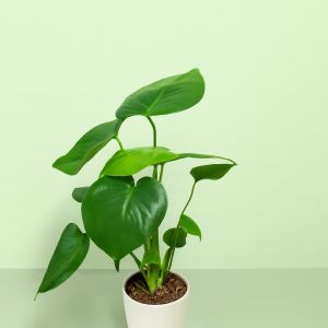 Monstera Deliciosa 12 cm Studio