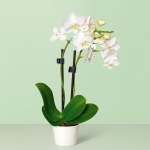 mini white orchid  v2 Studio