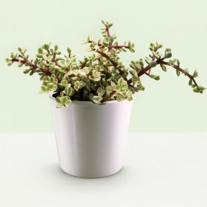 Portulacaria afra variegata 10,5 cm.jpg Studio