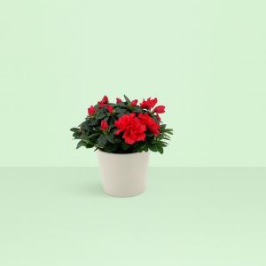 Rhododendron Simsii Red 13 cm pot Studio Studio