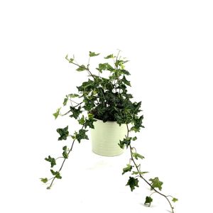 Hedera Helix Ivalace