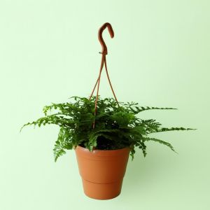Hang Basket Asplenium Parvati 21cm Studio