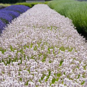 Lavandula anustifolia White