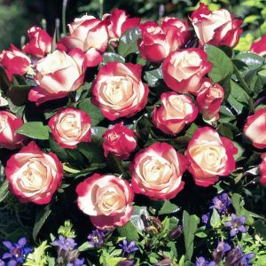 Rosa Teea Hybrid Nostalgie