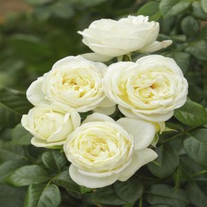 Rosa Tea hybrid  solo