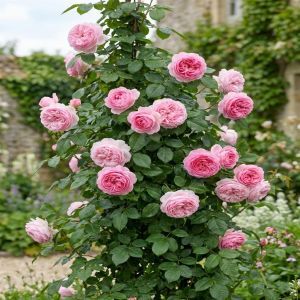 Climbing Rose Our Last Summer