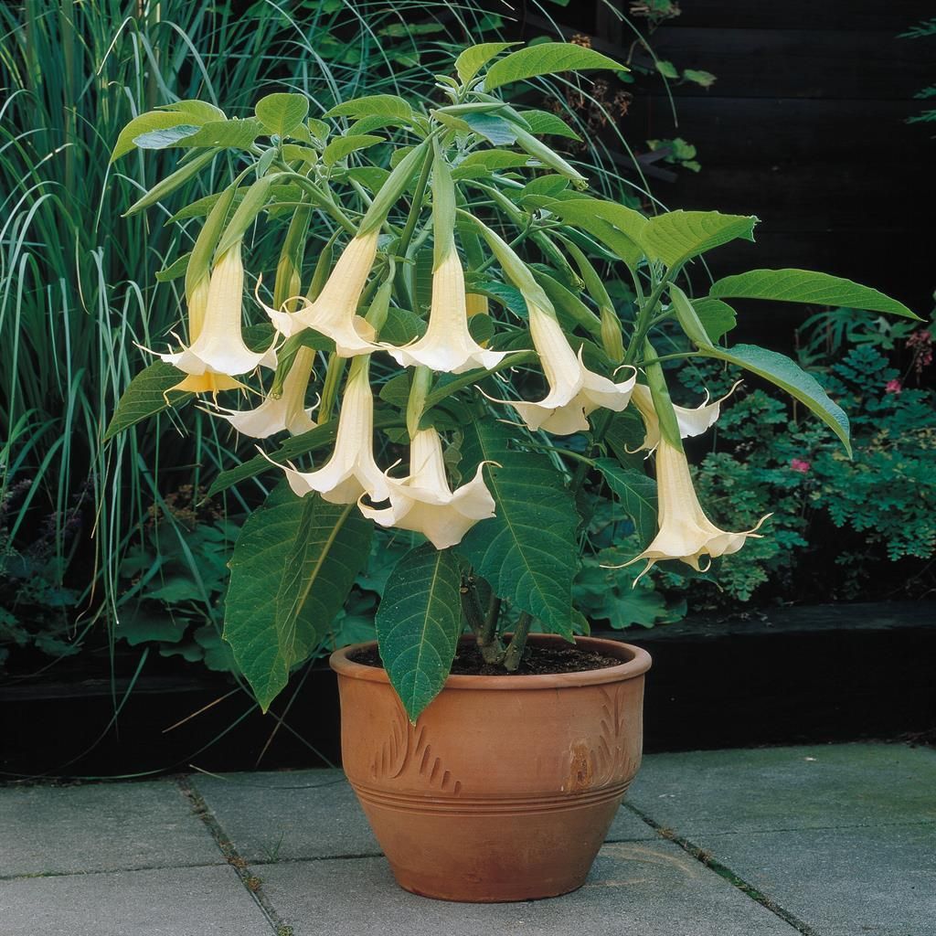 Engelstrompete - Brugmansia