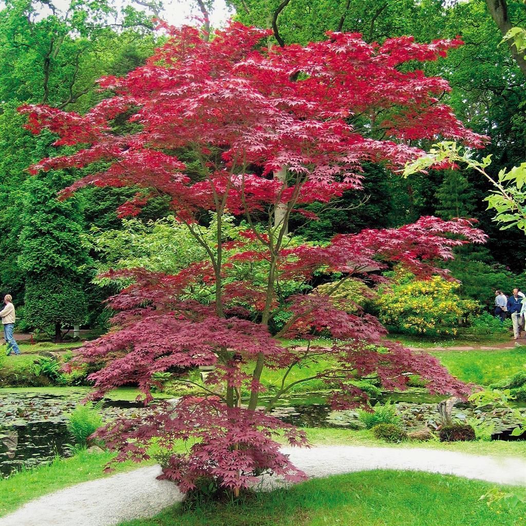 Japanischer Ahorn Atropurpurea