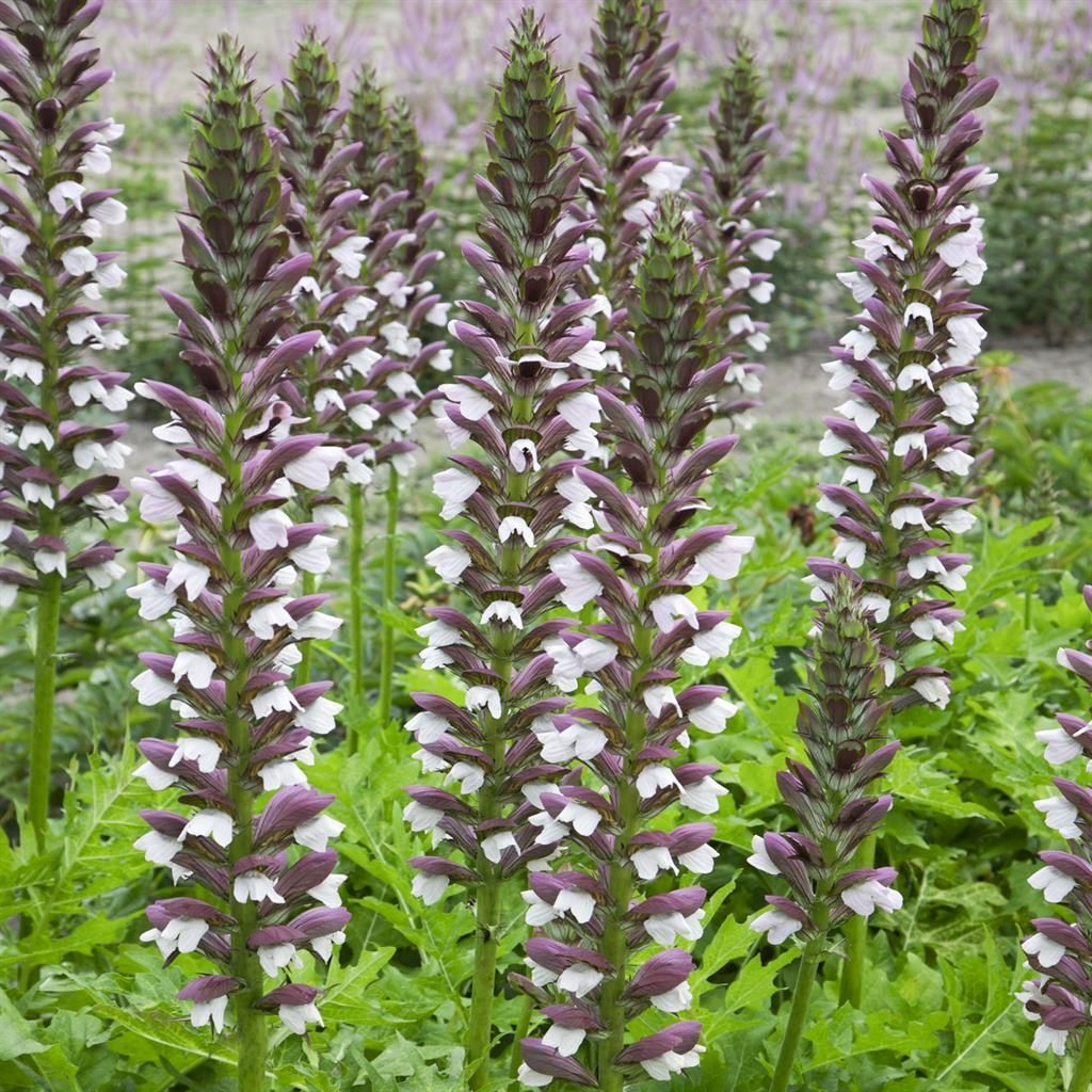 deko pflanztopf Edelrost Gartendeko Pflanztopf – Rostikal main image 1